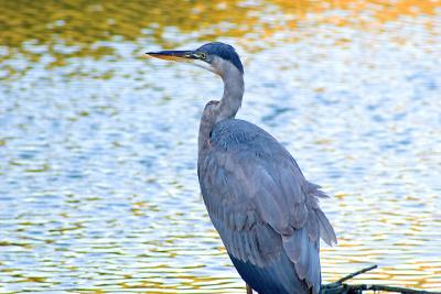 [NOVEMBER 2005] A young Great Blue Heron searches for food at one of Assateague Island's several large freshwater ponds.