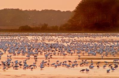 [NOVEMBER 2005] As the sun begins to set, flocks of Arctic Snow Geese feed in Snow Goose Pool on Assateague Island.