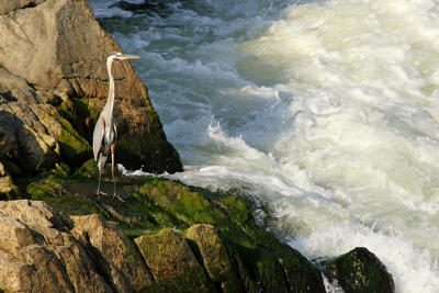 A Great Blue Heron by the Falls