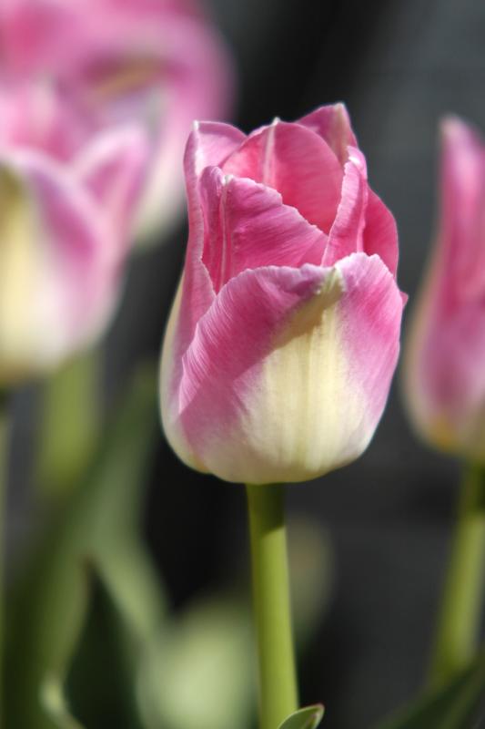 Pink Tulip Vert.jpg