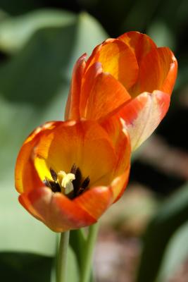 Dual Orange Tulips Vert.jpg