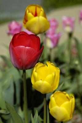 Multi Color Tulips Vert.jpg
