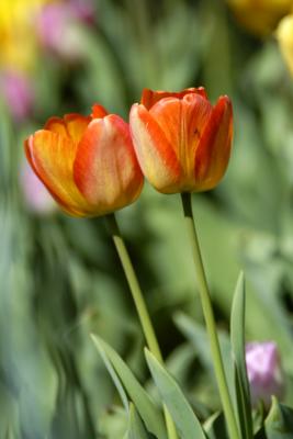 Orange Tulips Vert.jpg