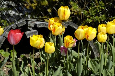 Tulips Horizontal.jpg