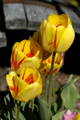 Yellow Red Tulips Vertical.jpg