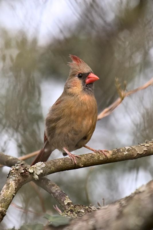 ...and his mate, a female Cardinal...