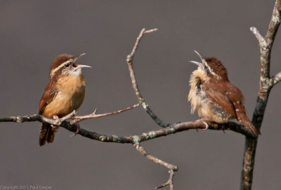 Carolina Wrens