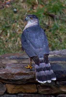 Sharp-Shinned Hawk