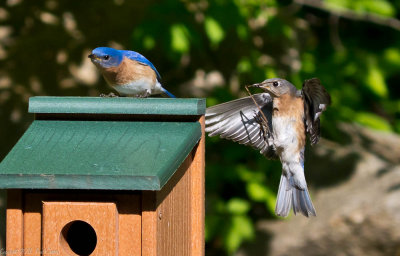 Eastern Bluebirds, Male and Female