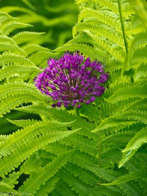 Stray Flower in the Middle of Ferns