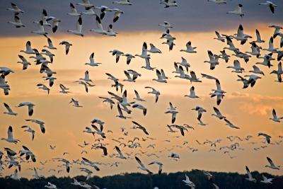 Canadian Snow Geese - Bombay Hook, Delaware