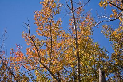 Fall Colors, near Cape May, NJ