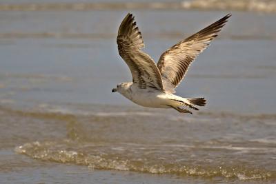 Ringed-Bill Gull, Imature