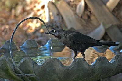 Thirsty Common Grackle