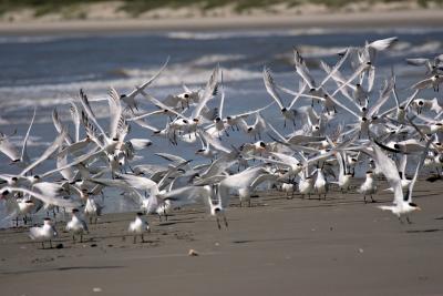 Squadron of Royal Terns