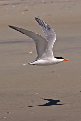 Royal Tern