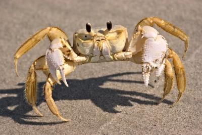 Ghost Crab
