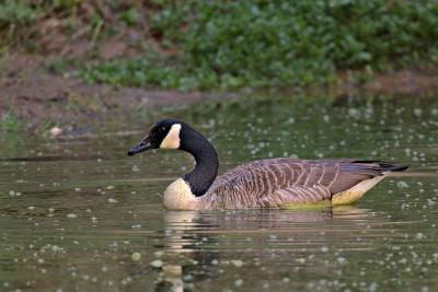 Canadian Goose, found in the upper pond one morning...