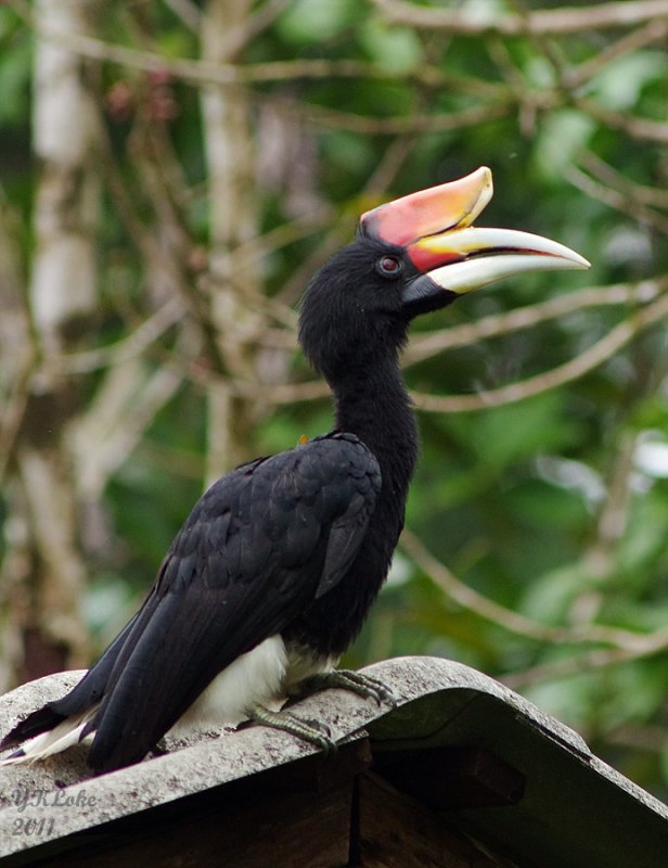 Rhinoceros Hornbill