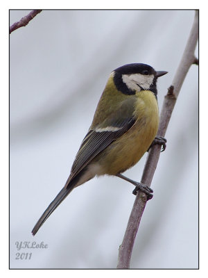 Great Tit