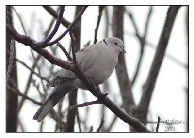 Eurasian-collared Dove