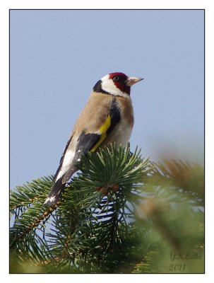 Birds of Hungary 2011