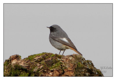 Black Redstart (Male)