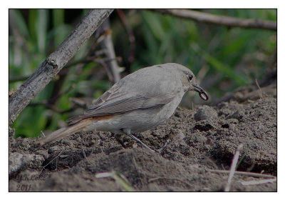 Black Redstart (Female)