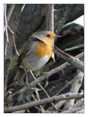 Robin