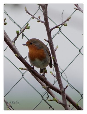 Robin