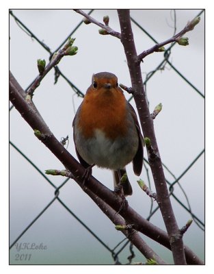 Robin