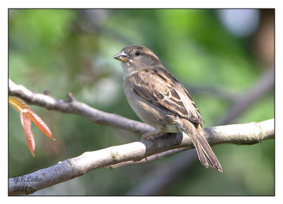 Tree Sparrow (Male)
