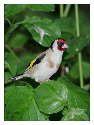 Goldfinch