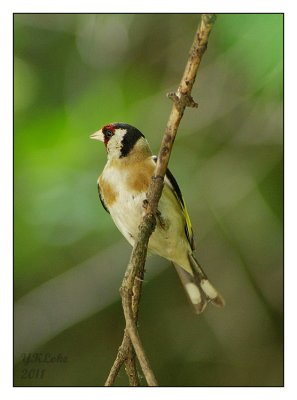 Goldfinch
