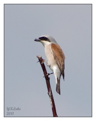 Red-backed Shrike