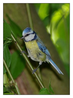 European Blue Tit