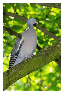 Common wood Pigeon