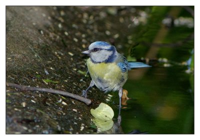 European Blue Tit