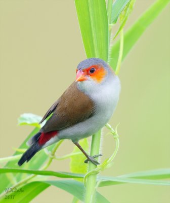 Orange-rumped Waxbill