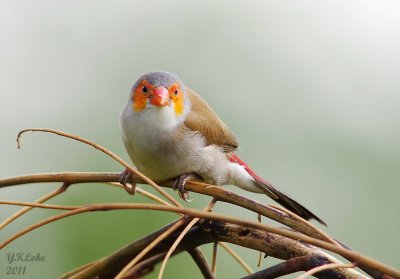 Orange-rumped Waxbill