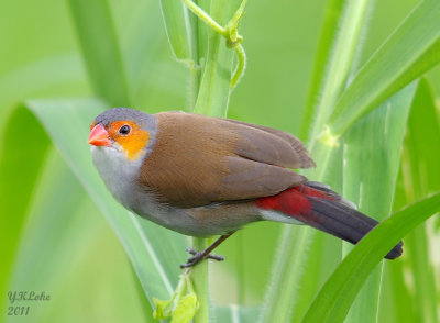 Orange-rumped Waxbill
