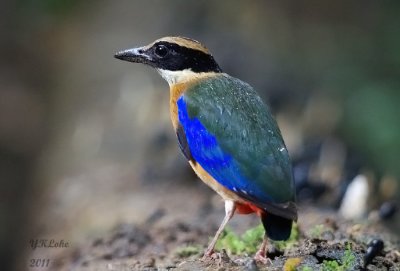 Kaeng Krachan National Park July 2011