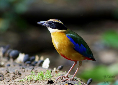 Blue-winged Pitta