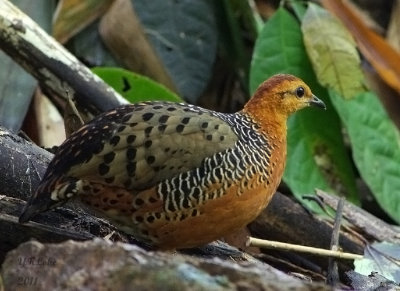 Feruginous Partridge