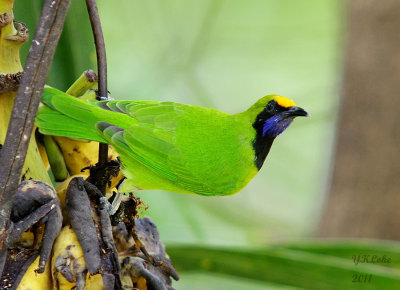Golden-fronted Leafbird (M)