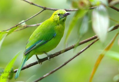 Blue-winged Leafbird