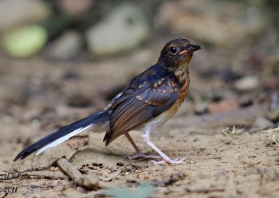 White-rumped Shama (Juvenile)