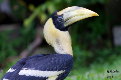 Great Hornbill (Young Female)