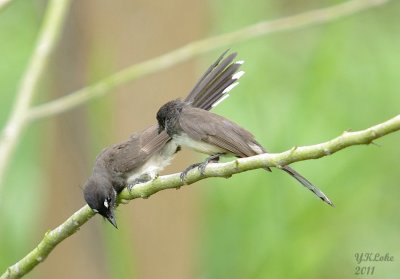 Pied Fantail