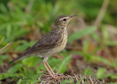 Paddyfield Pipit